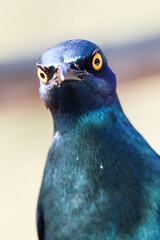 Vogel