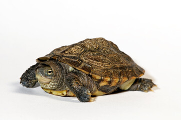 Fujian pond turtle // Hybrid-Bachschildkröte  (Mauremys iversoni) - possibly hybrid between Cuora...