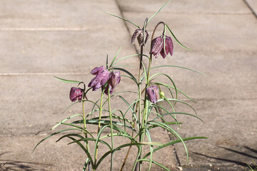 Closeup purple flowers of snake's head (Fritillaria meleagris). Lily family Liliaceae. Terrace tiles as background. Dutch garden, March, Netherlands.