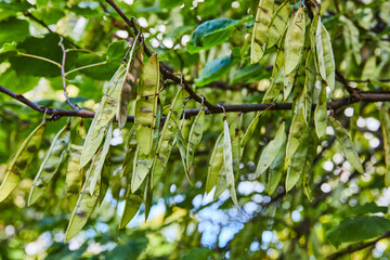 Branch of several thin, dangling green helicopter tree seeds like snap pea plant below leaves