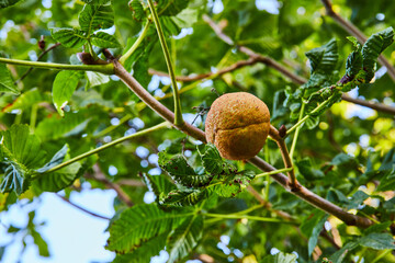 Hanging fruit or nut on plant tree branch with green leaves in nature Minnetrista Museum and Gardens