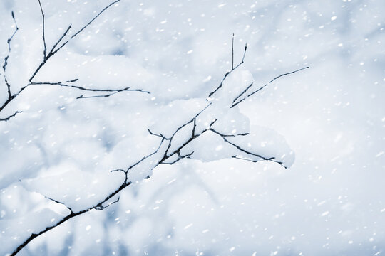 A tree branch covered with snow in the forest during a snowfall