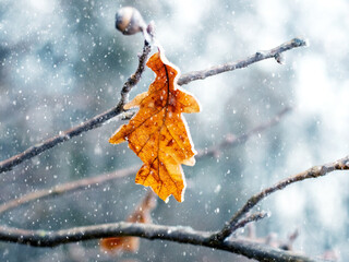 An oak branch with a dry leaf in the forest on a tree during a blizzard - obrazy, fototapety, plakaty