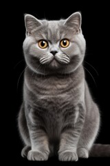 Obraz premium A gray cat with yellow eyes sitting on a black surface. This picture can be used for various purposes, such as pet-related articles, cat care guides, or even Halloween-themed projects.