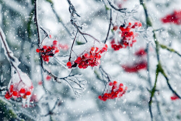 Rowan tree branches covered with snow and ice with red berries in winter during snowfall