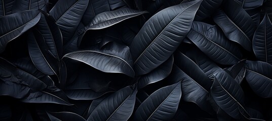 Abstract black leaf textures on tropical leaf backgroundflat lay with dark nature concept.