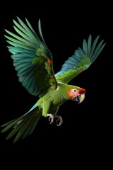 A parrot in mid-flight, with its wings gracefully spread. This image can be used to depict freedom, nature, or exotic bird species. Suitable for various design projects and educational materials.