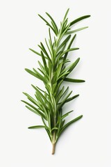 A single sprig of fresh rosemary placed on a clean white surface. This versatile image can be used to enhance various culinary, herbal, or natural themes.
