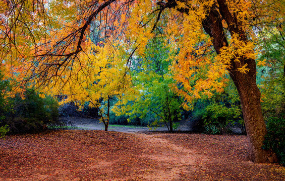 A sumac tree turns reds and golds in a valley forest in the desert mountains of Arizona