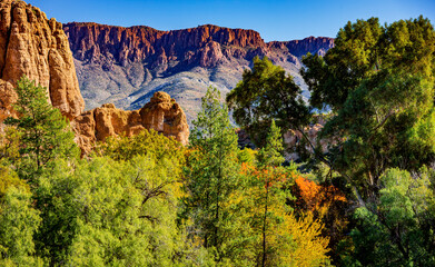 Autumn begins to show in a valley forest in the high desert of Arizona