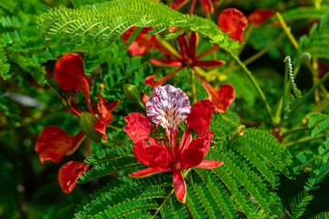 Close up of the red flowers of the tropical tree called Delonix regia or Royal Poinciana in Kauai, Hawaii, United States.

