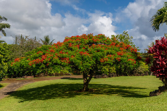 The beautiful tropical tree with red flowers called Delonix regia or Royal Poinciana in Kauai, Hawaii, United States.
