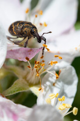 black and yellow weevil perched on apple blossoms on a sunny day. vertical flora and fauna photography.