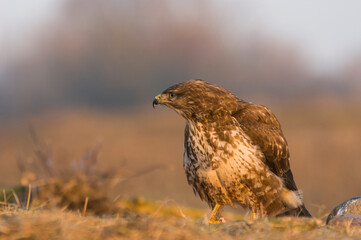 Myszołów zwyczajny, myszołów (Buteo buteo) Natura Polski