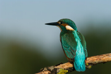 Zimorodek (Alcedo atthis). Natura Polski