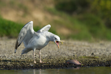 Mewa srebrzysta (Larus argentatus) Natura Polski