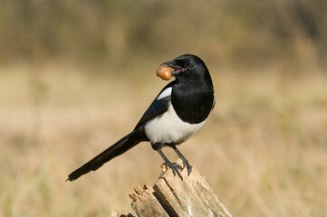 Sroka (Pica pica). Natura Polski