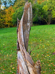 broken twisted trunk with a nice cracked trunk texture