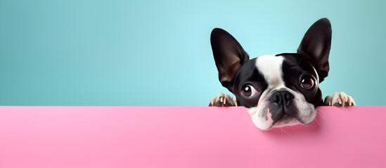 french bulldog puppy on blue background, dog puppy peeking over pastel bright background. advertisement, banner, card. copy text space. birthday party  invitation  - obrazy, fototapety, plakaty
