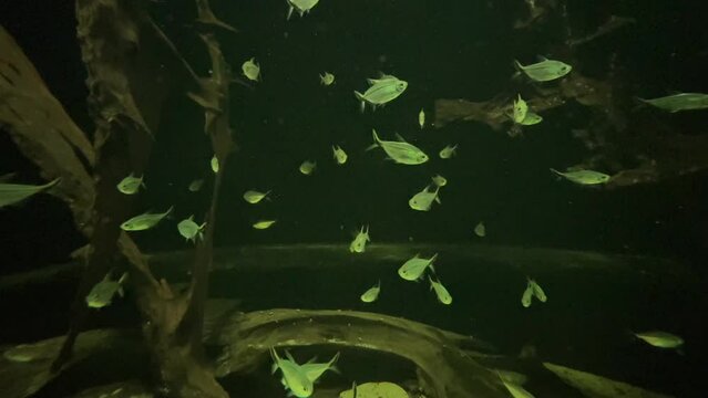 Unterwasserwelt im Aquarium