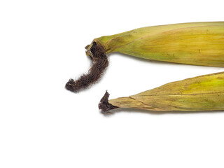 Fototapeta premium Cereal concept. Unhusked old corn on a white background. Corn with leaves. Maize with hairs.