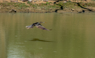 Snakeneck. The anhinga, sometimes called snakebird, darter, American darter, or water turkey, is a water bird that lives in warm regions of the Americas.