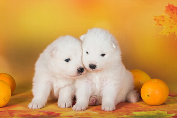 Two White fluffy Samoyed puppies dogs with oranges