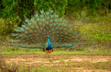 Obraz premium Peacock is the name given to two species of birds from the Pavo genus from the pheasant family. During the courtship period, the male peacock is known for his tails, which he displays openly.