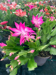 Fototapeta na wymiar Bellissima Schlumbergera in fiore in un giardino di vivaio. Cactus di Natale, cactus del Ringraziamento.