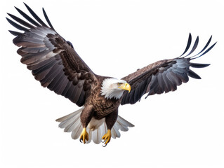 Fototapeta premium Bald Eagle Studio Shot Isolated on Clear White Background, Generative AI