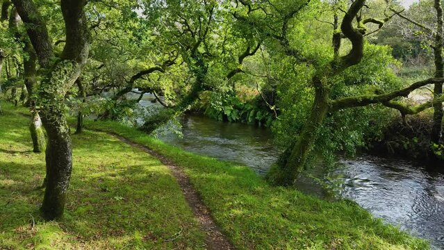 Rio Baio In Green Lush Forest Hike In La Coruna, Spain. Dolly Shot