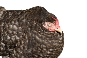 Sick chicken on white background. Natural eco farm. Hens at agriculture farm. © imartsenyuk