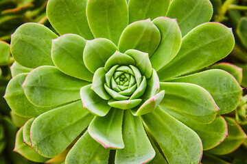 Succulent plant close up with spirals of thick green petals