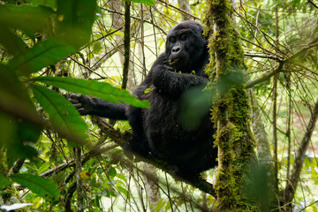 Eastern Gorilla (Gorilla beringei) critically endangered largest living primate, lowland gorillas or Grauer's gorillas (graueri) in the green rainforest, adults and child feeding and playing