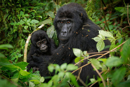 Eastern Gorilla (Gorilla beringei) critically endangered largest living primate, lowland gorillas or Grauer's gorillas (graueri) in the green rainforest, adults and child feeding and playing
