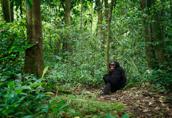 Common or Robust Chimpanzee - Pan troglodytes also chimp, great ape native to the forest and...