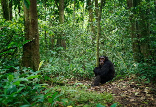 Common or Robust Chimpanzee - Pan troglodytes also chimp, great ape native to the forest and savannah of tropical Africa, humans closest living relative, in the rainforest of Uganda, Cameroon, Congo