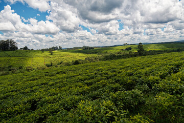 Landscape of Tea plantation in Uganda Africa, green fields with tea plant, detail of tea plant,...