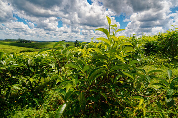 Landscape of Tea plantation in Uganda Africa, green fields with tea plant, detail of tea plant, blue sky with clouds, important export product - 681747120