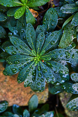 Waterdrops on green plant with circular fanning out of leaves covered in dew, close up over stone