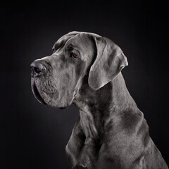 Portrait beautiful Great Dane dog