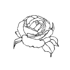 Linear botanical sketch of rose flower. Vector graphics.