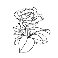 Linear botanical sketch of rose flower. Vector graphics.