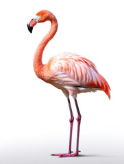 Flamingo Studio Shot Isolated on Clear White Background, Generative AI