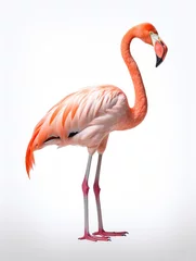 Fotobehang Flamingo Studio Shot Isolated on Clear White Background, Generative AI © Vig