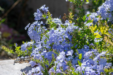 Plumbago auriculata blue flowering plant, cape leadwort five petals flowers in bloom