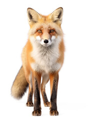 Fototapeta premium Fox Studio Shot Isolated on Clear White Background, Generative AI