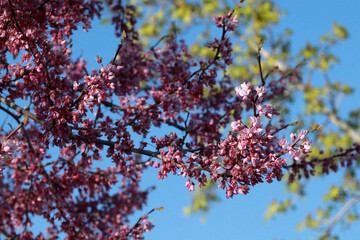 A blooming tree branch against a bright blue sky