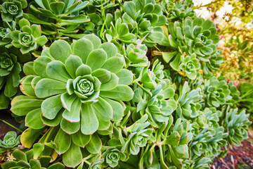 Wall of large succulent plants close up with spirals of thick green petals