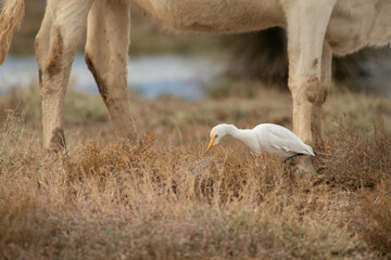 Western cattle heron (Bubulcus ibis) feeding among the cows.